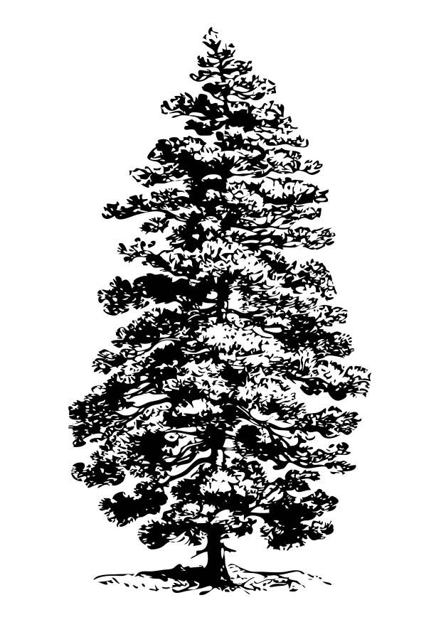 sapin Coloriage sapin