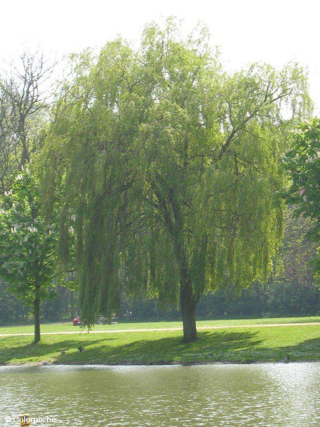 saule pleureur Photo saule pleureur