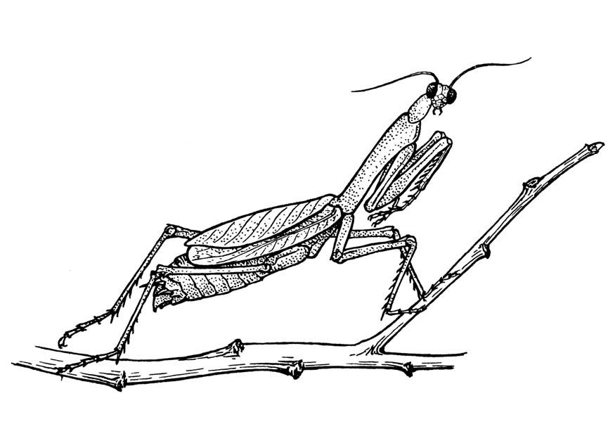 sauterelle - mante rA©ligieuse Coloriage sauterelle - mante rA©ligieuse
