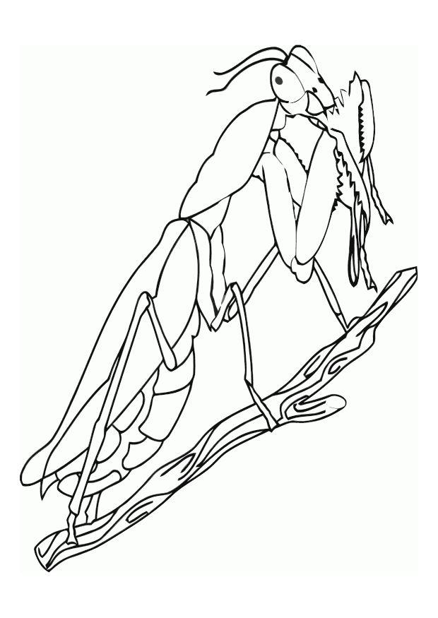 sautterelle Coloriage sautterelle