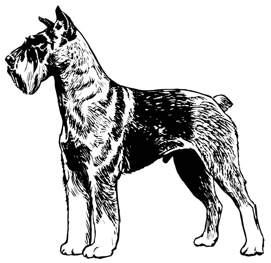 schnauzer Coloriage schnauzer