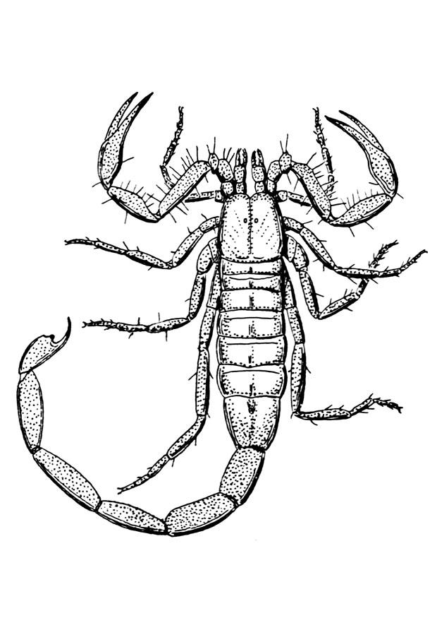 scorpion Coloriage scorpion