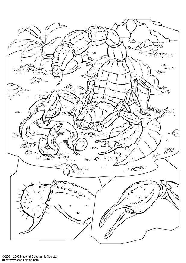 scorpion Coloriage scorpion