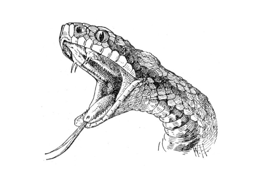 serpent Coloriage serpent