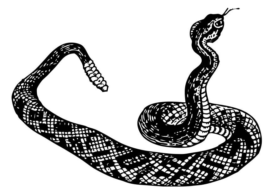 serpent A sonnette Coloriage serpent A sonnette