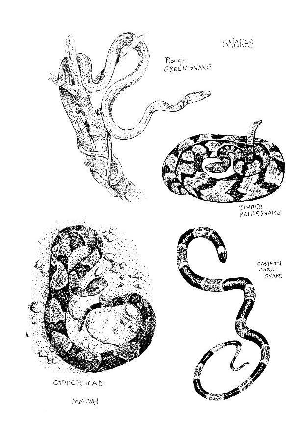 serpents Coloriage serpents