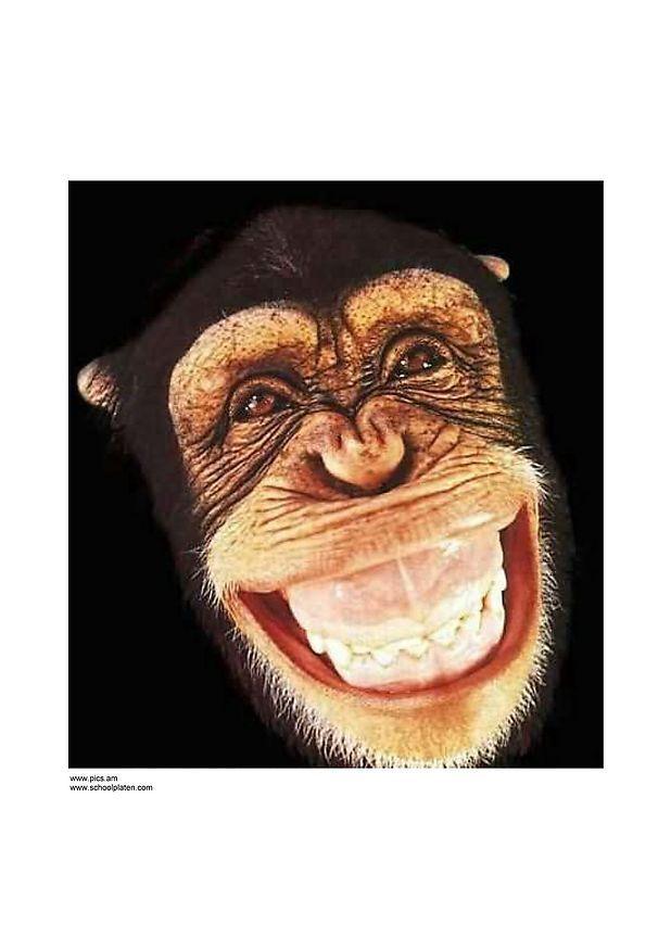 singe Photo singe