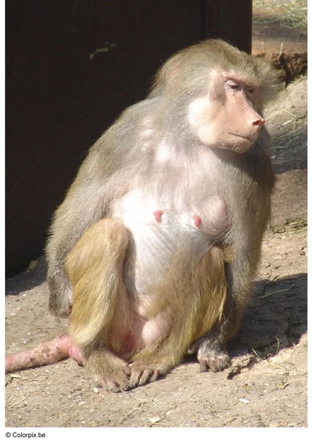 singe Photo singe