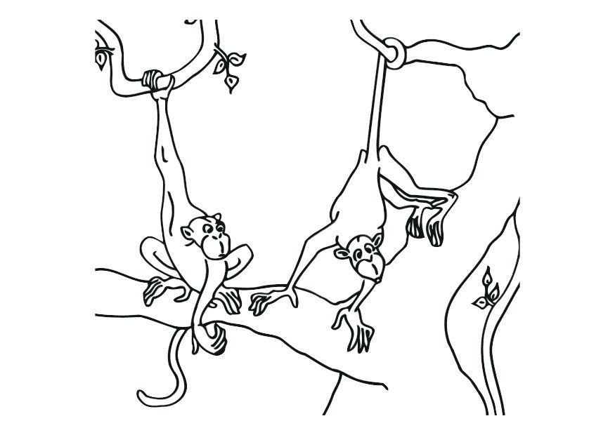 singes Coloriage singes
