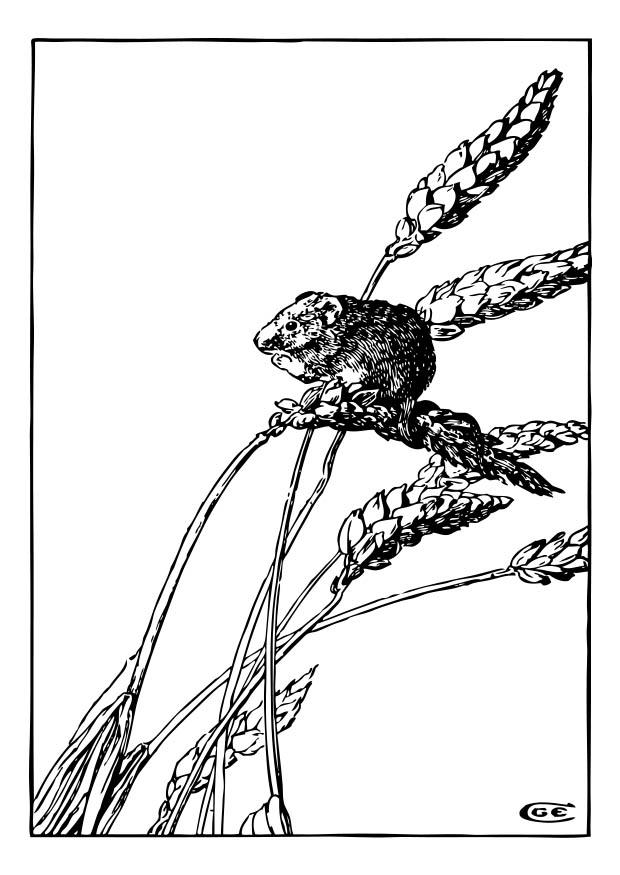 souris Coloriage souris