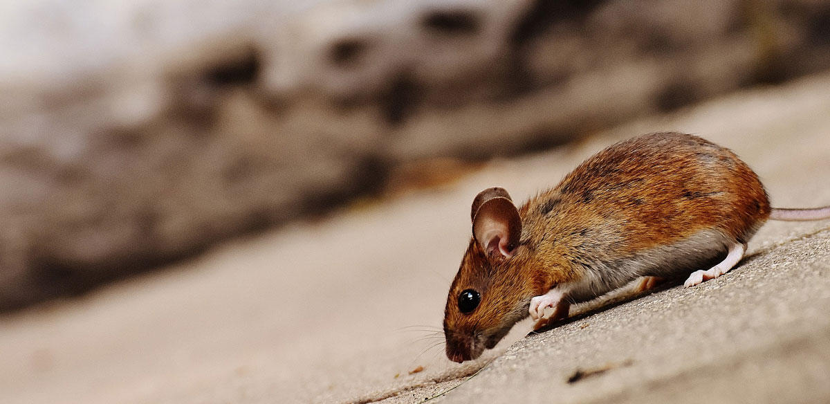 souris Photo souris