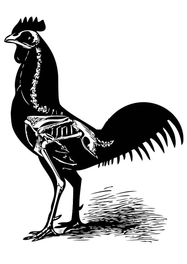 squelette de poule Coloriage squelette de poule