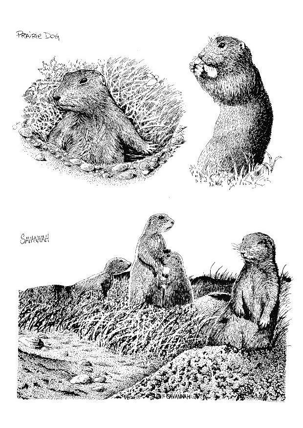 suricate Coloriage suricate