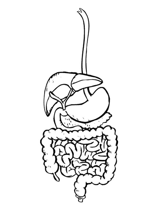 systA¨me digestif Coloriage systA¨me digestif