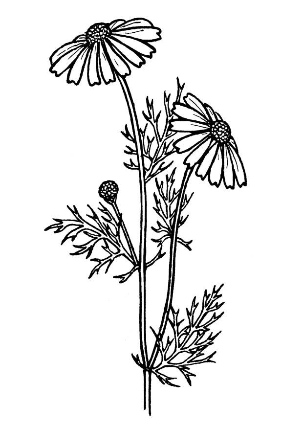 tanaisie Coloriage tanaisie