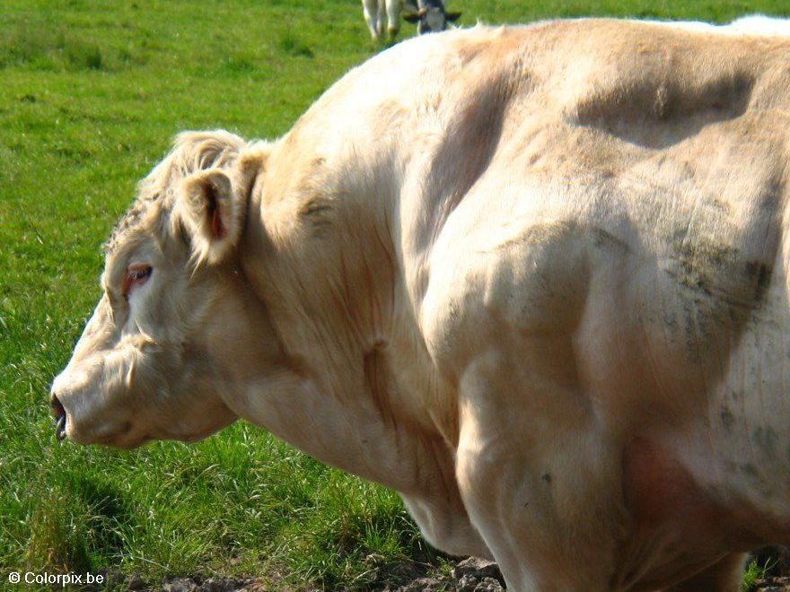 taureau Photo taureau