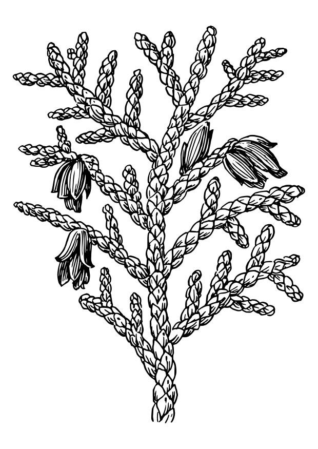 thuya Coloriage thuya