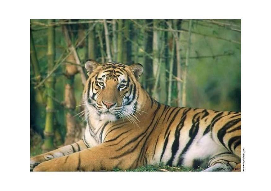 tigre Photo tigre