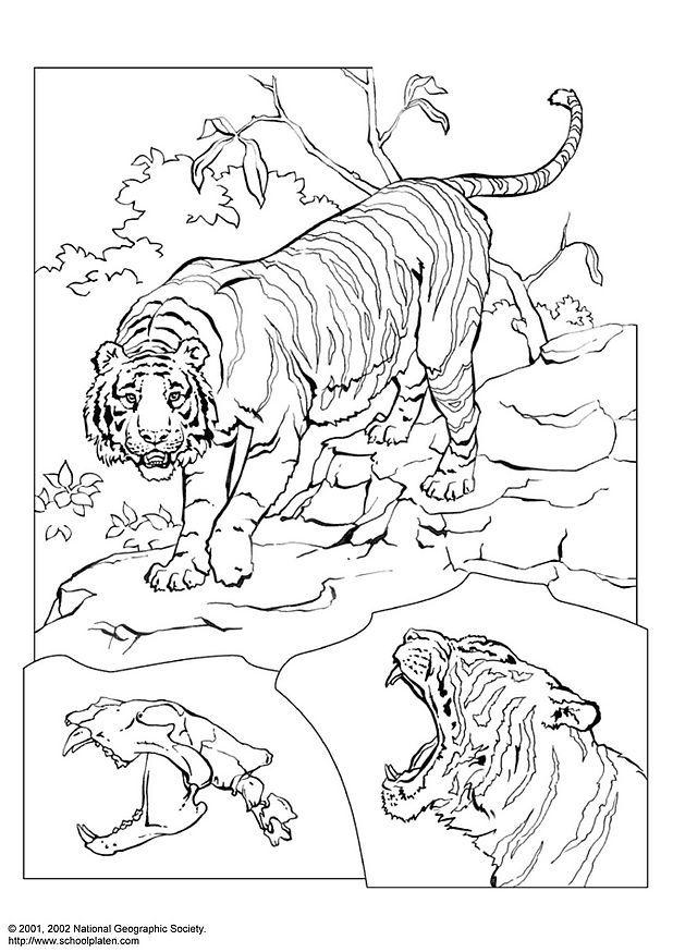 tigre Coloriage tigre