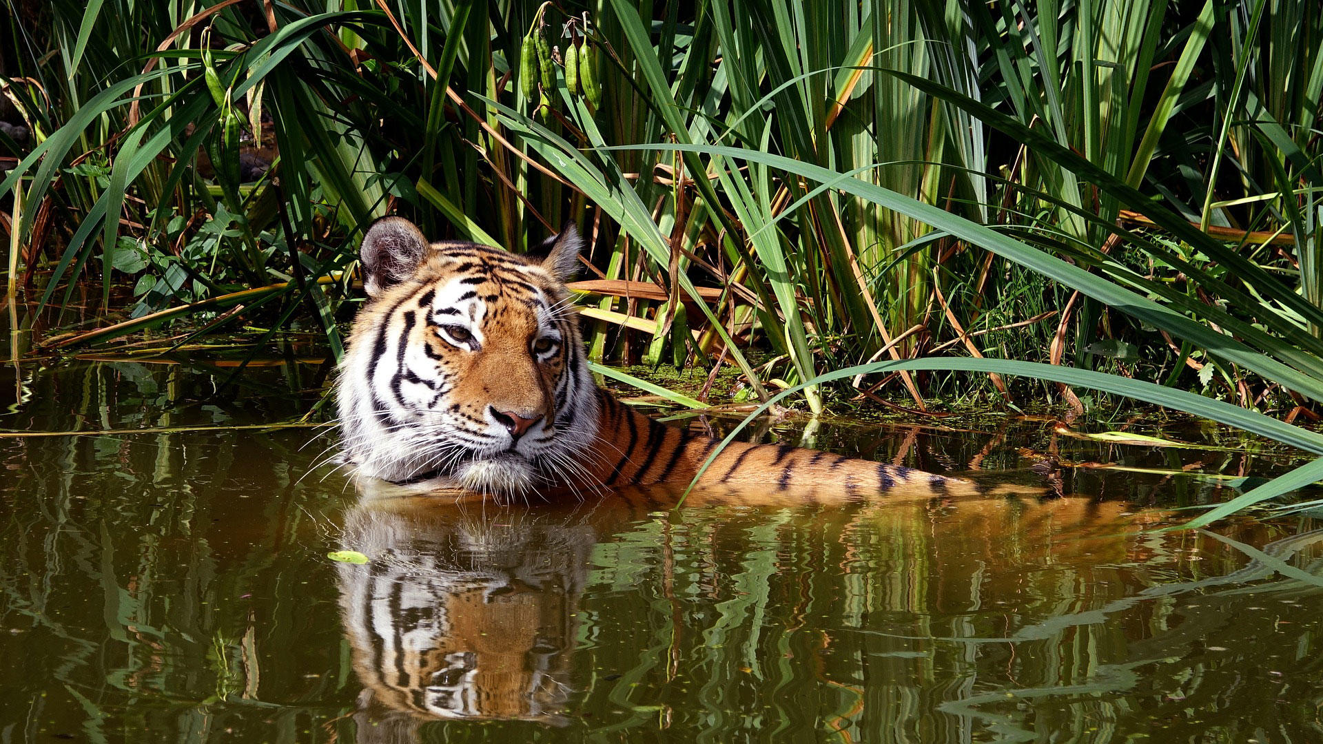 Photo tigre dans leau