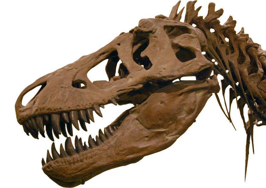 tirannosaurus rex Photo tirannosaurus rex