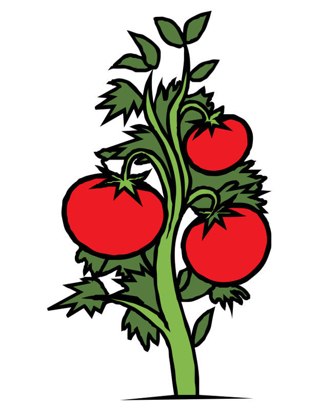 tomate Image tomate