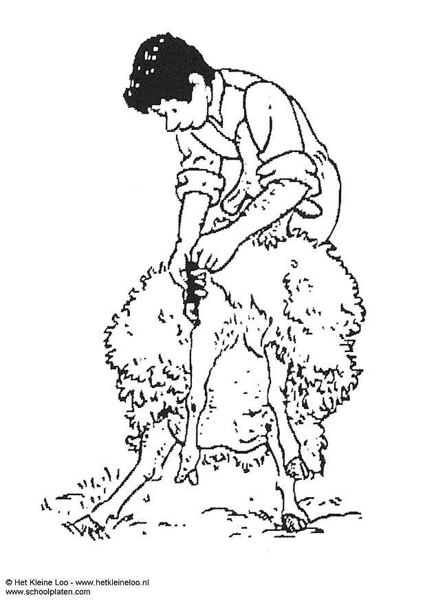 tonte dun mouton Coloriage tonte dun mouton