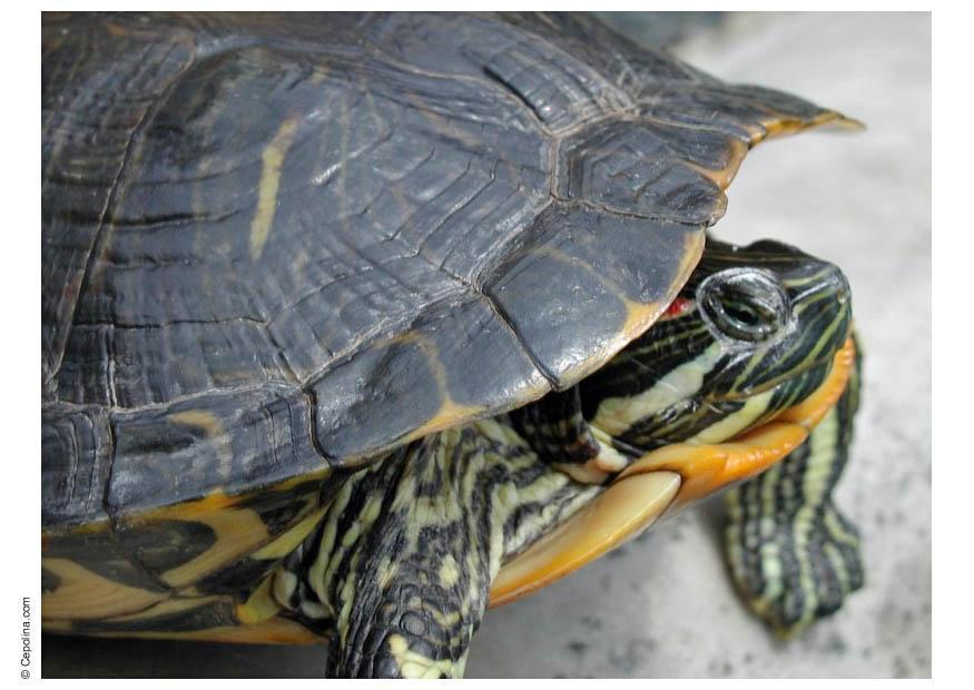 tortue Photo tortue