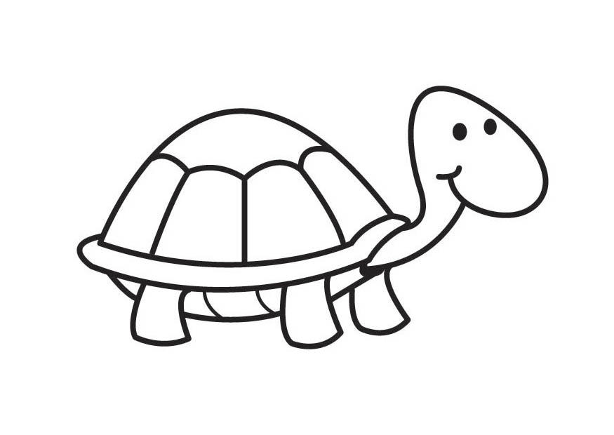 tortue Coloriage tortue