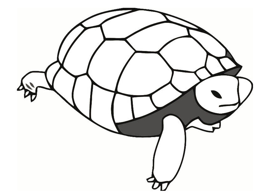 tortue Coloriage tortue