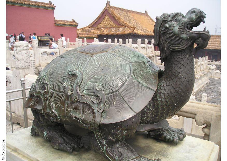 tortue Photo tortue
