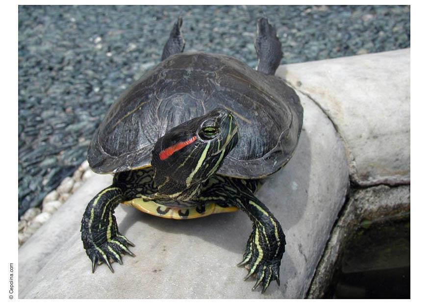 tortue Photo tortue
