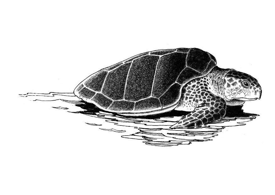 tortue de mer Coloriage tortue de mer