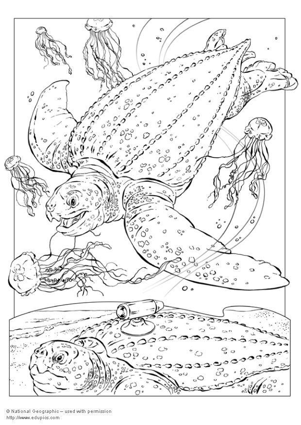 tortue luth Coloriage tortue luth
