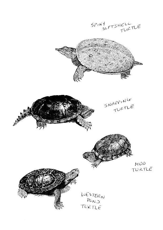 tortues Coloriage tortues