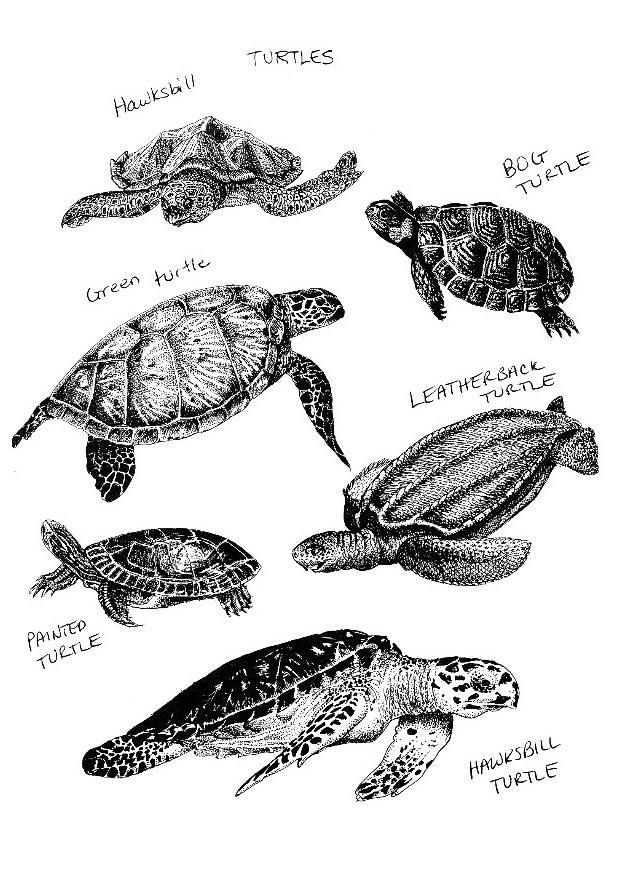 tortues de mer Coloriage tortues de mer