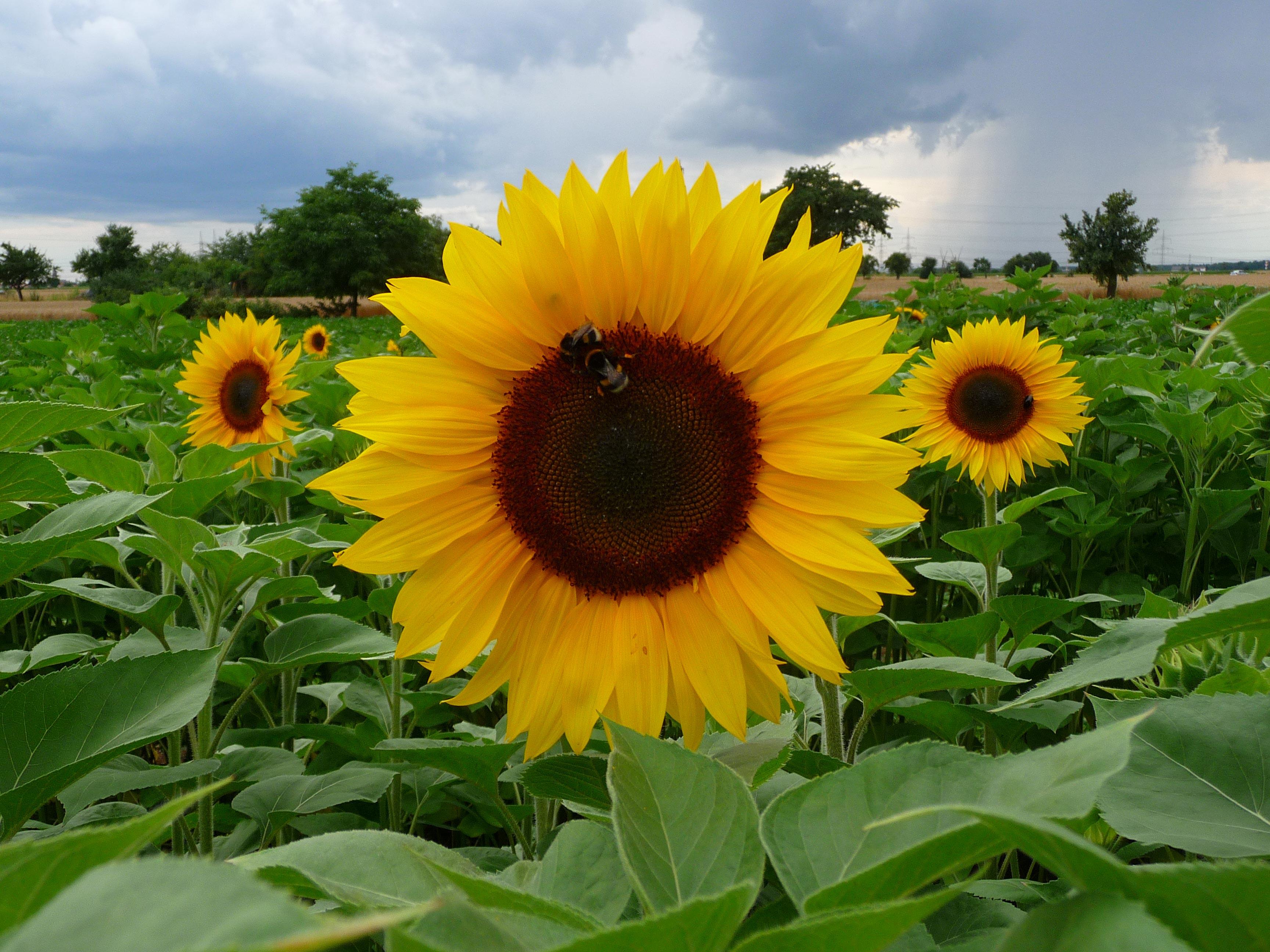 tournesol Photo tournesol