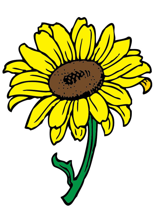 tournesol Image tournesol