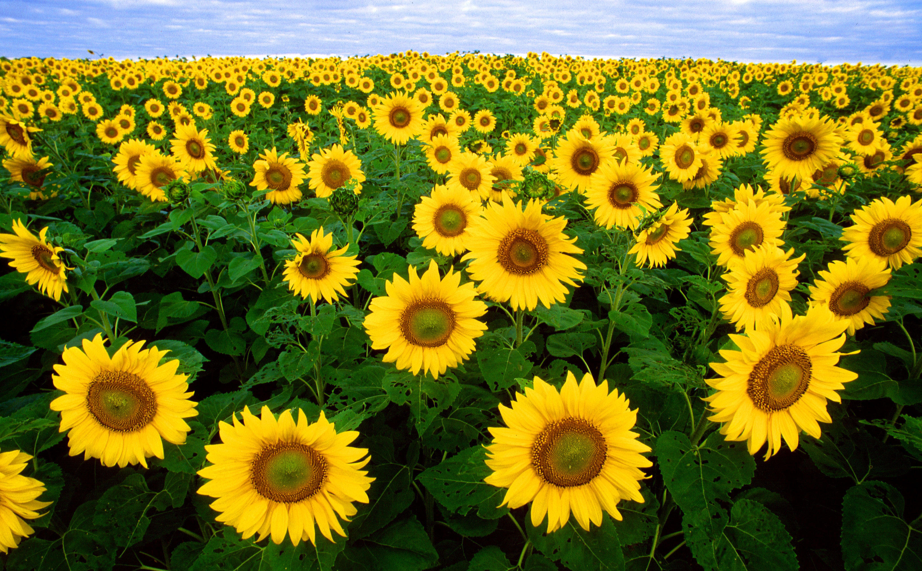 tournesols Photo tournesols