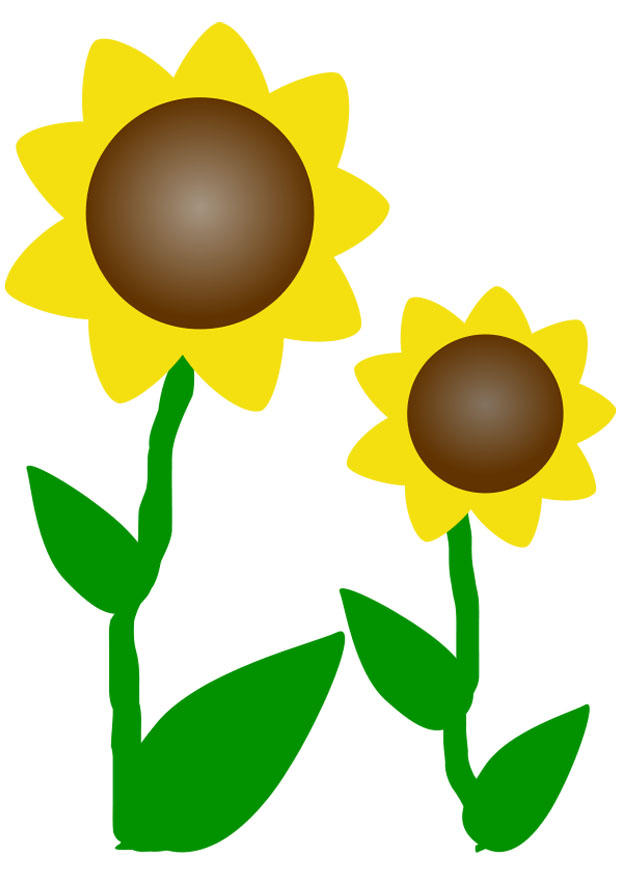 tournesols Image tournesols