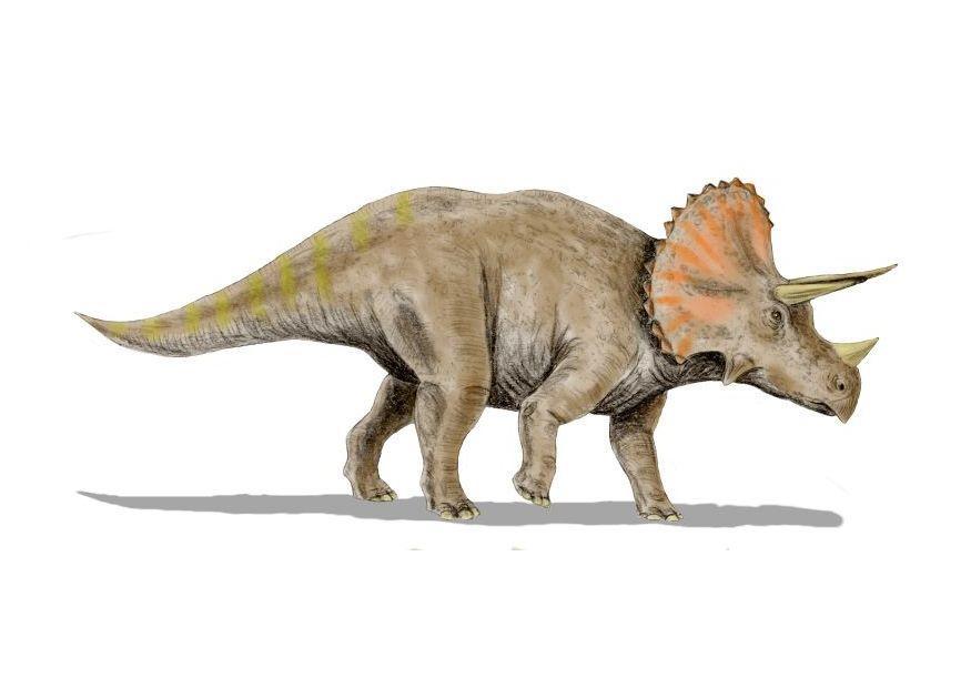 triceratops Image triceratops
