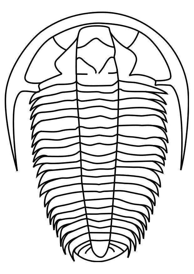 trilobites Coloriage trilobites