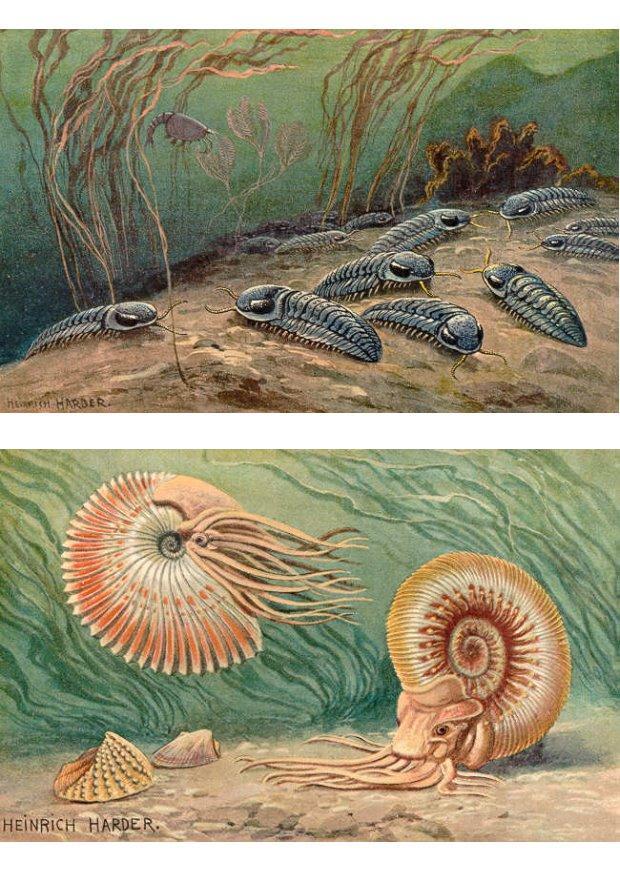triobites et ammonoA¯des Image triobites et ammonoA¯des