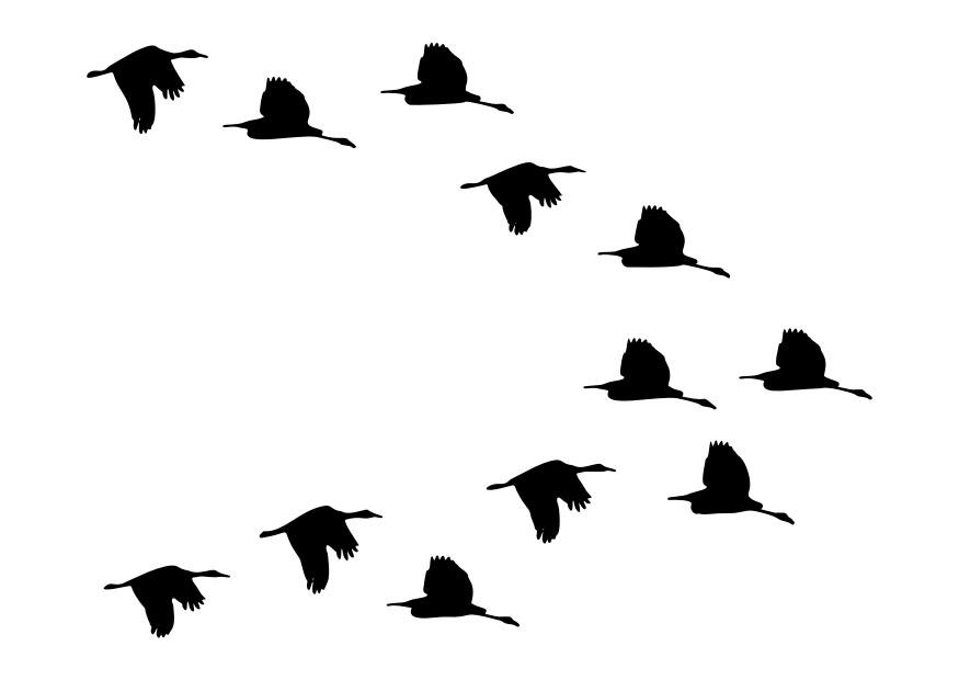 troupeau de canards Coloriage troupeau de canards