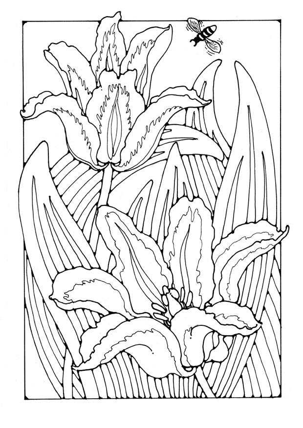 tulipes Coloriage tulipes