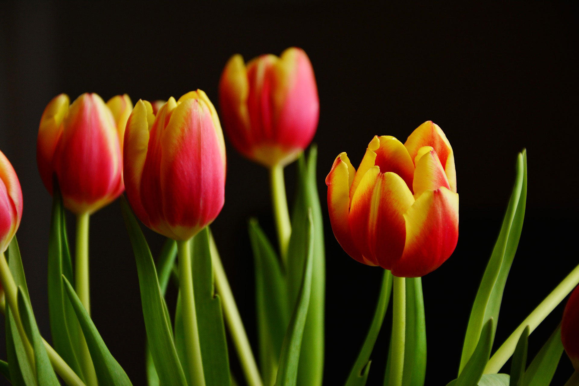 tulipes Photo tulipes