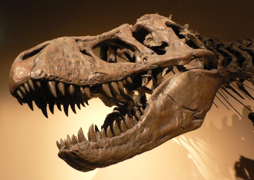 tyrannosaurus rex Photo tyrannosaurus rex
