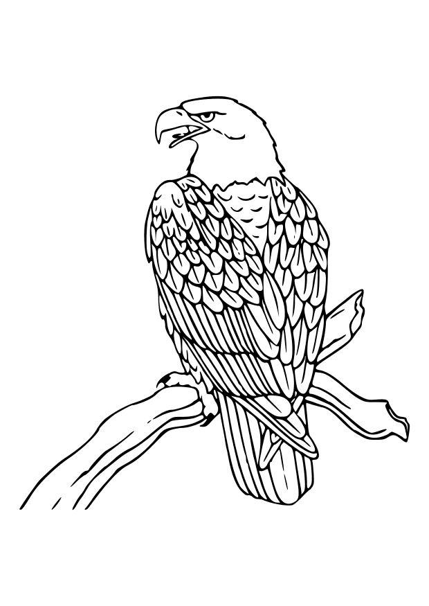 un aigle Coloriage un aigle