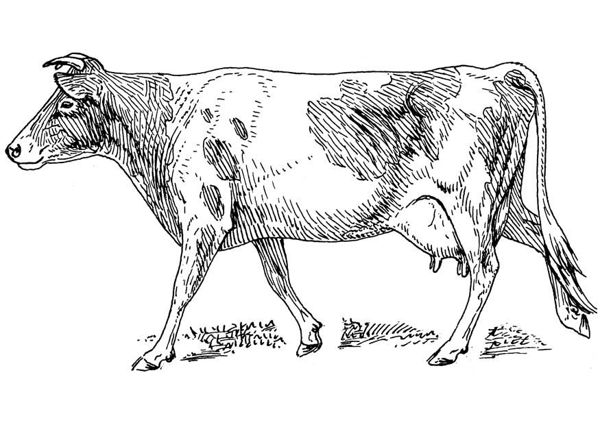 vache Coloriage vache