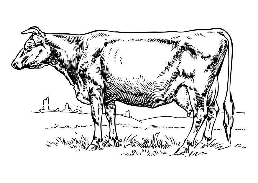 vache Coloriage vache